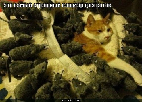 кашмар для котов