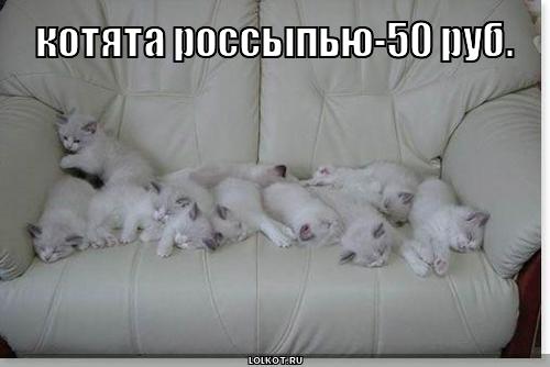 котята россыпью-50 руб.
