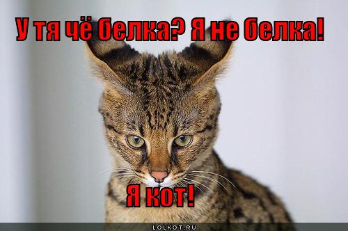 я кот!
