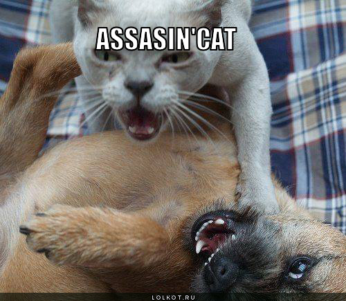 assasin'cat