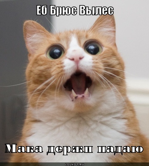 брюс вылес