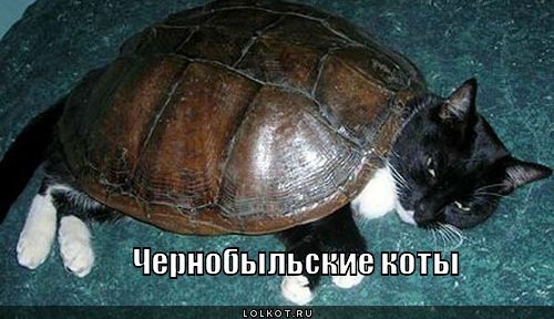 чернобыльские коты