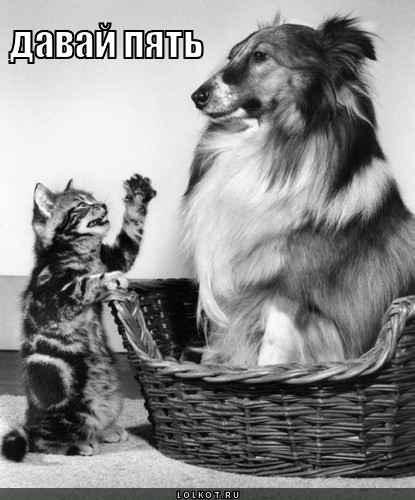 давай пять