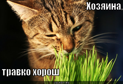 хозяина, травко хорош