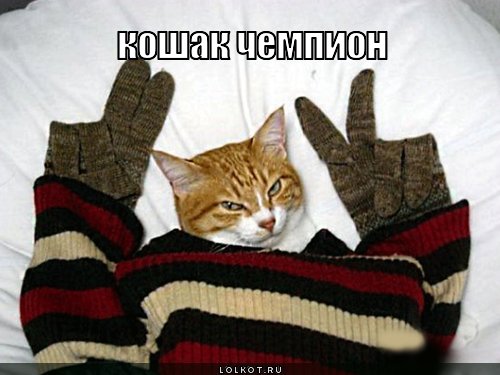 кошак чемпион
