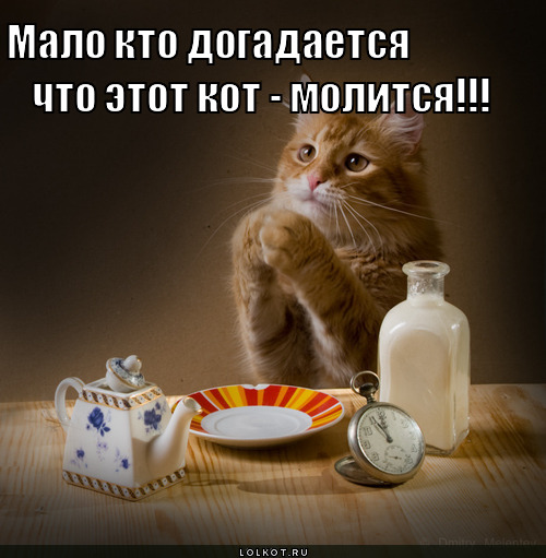 кот молится