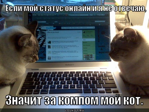 кот онлайн