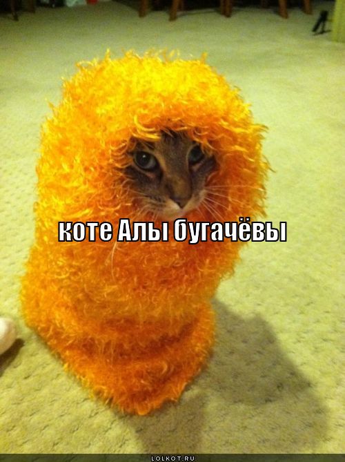коте алы бугачёвы