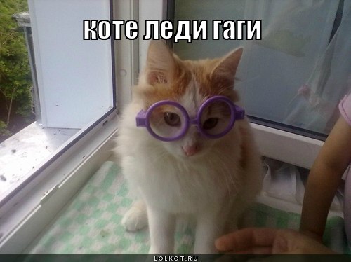 коте леди гаги
