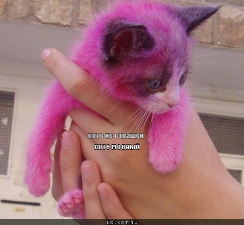 коте модный