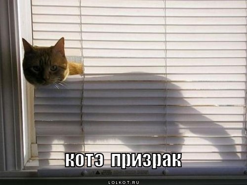 котэ  призрак