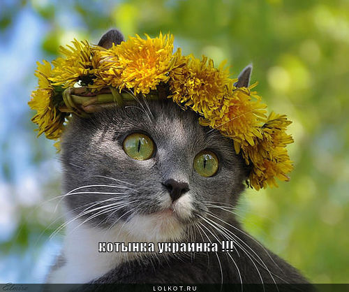 котынка украинка !!!