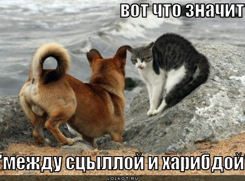 "между сцыллой и харибдой"