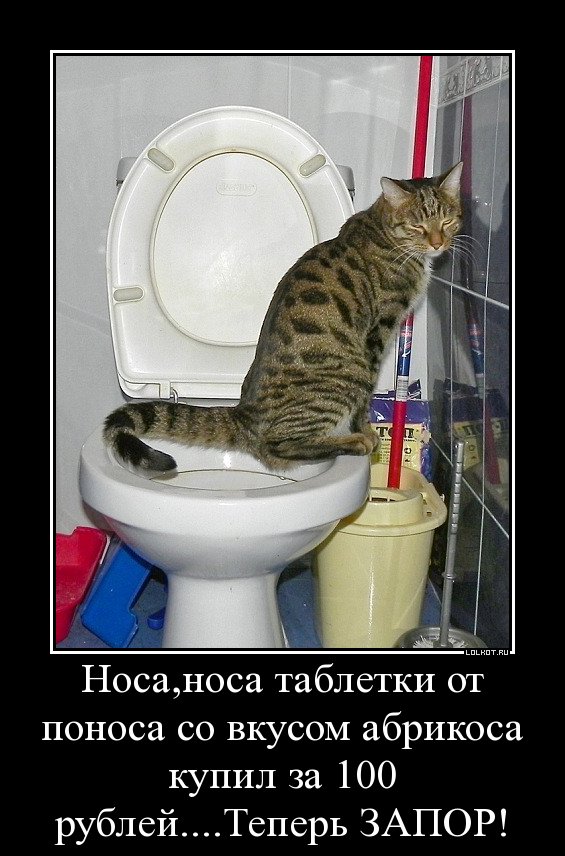 Ничего хорошего видно не. Кот на унитазе. Кот в туалете. Надпись на унитаз кот. Смешной кот сидит на туалете.
