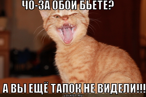 обои бьёте?