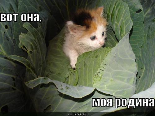 родина