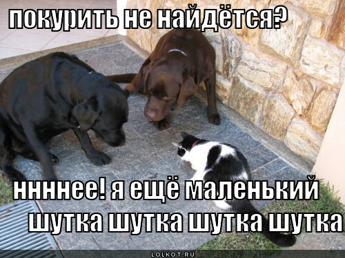 шутка шутка
