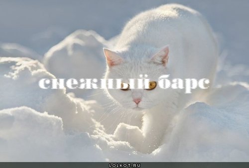 снежный барс