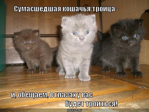 сумасшедшая кошачья троица