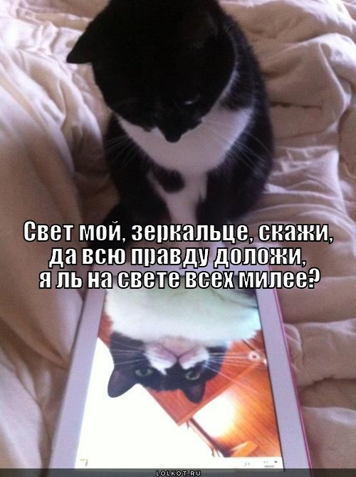 свет мой, зеркальце