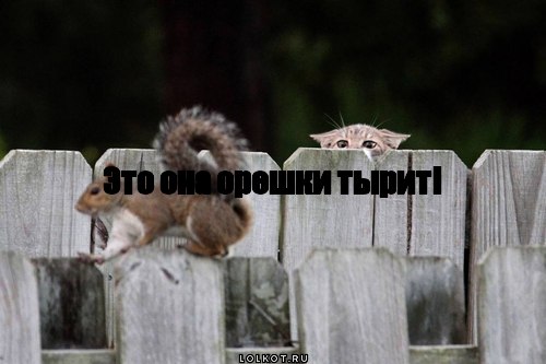 тырит
