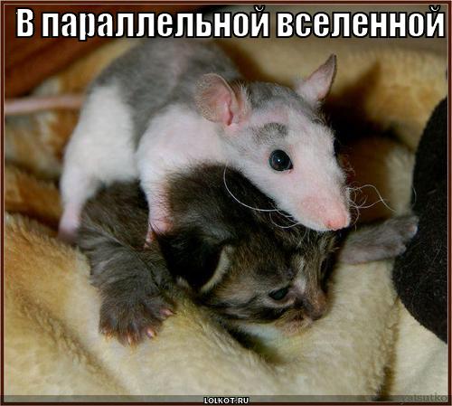 в параллельной вселенной