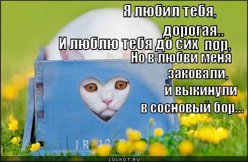 в сосновый бор...