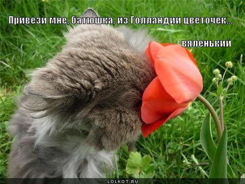 вяленький