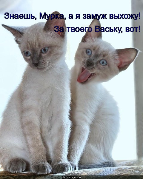 знаешь, мурка