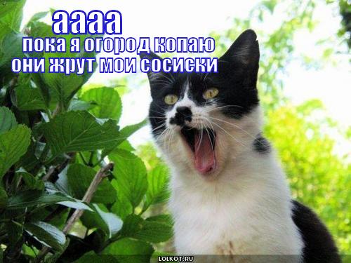 а они жрут