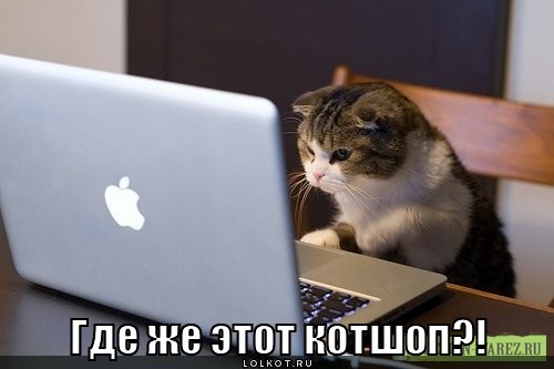 где же этот котшоп?!