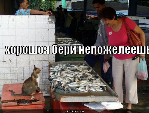 хорошоя 