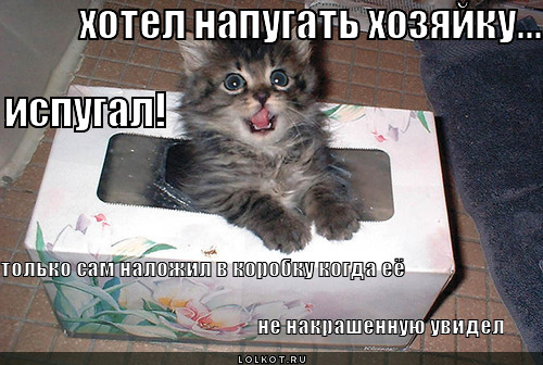 хотел напугать хозяйку... 