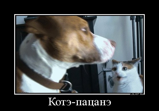 котэ-пацанэ
