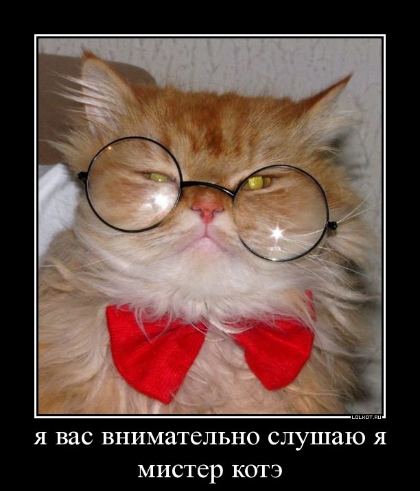 мистер котэ