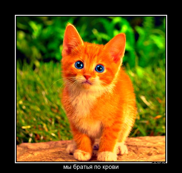 мы братья по крови