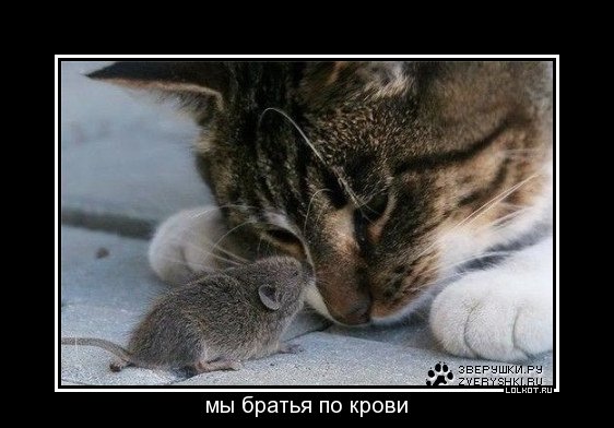 мы братья по крови