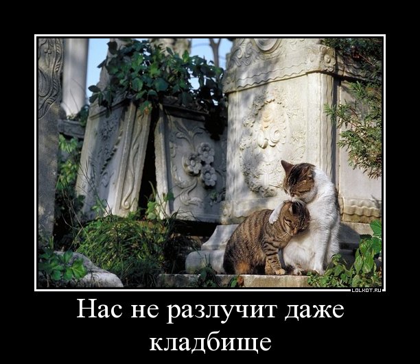 не разлучит
