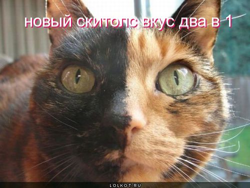 новый скитолс 