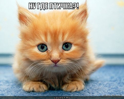 ну где птичка?!