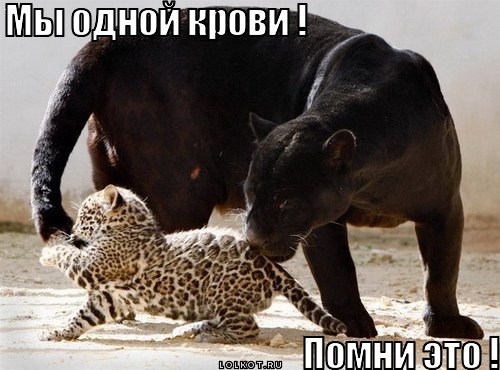 одной крови