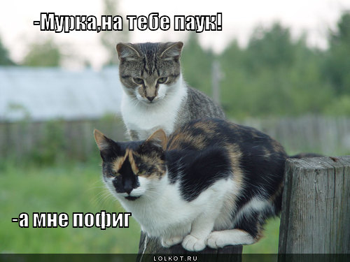 Прикольные картинки а мне все пофиг