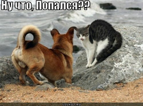 попался?