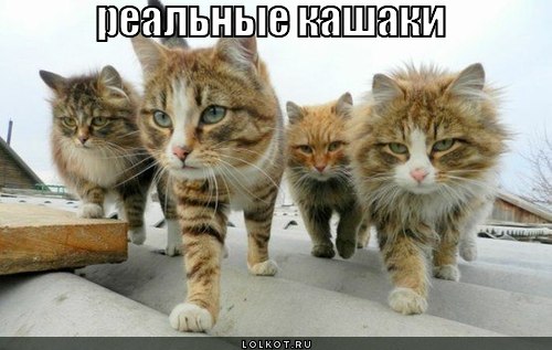 реальные кашаки