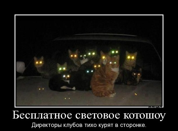 световое котошоу