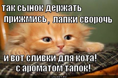 так сынок