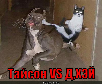тайсон vs д, хэй