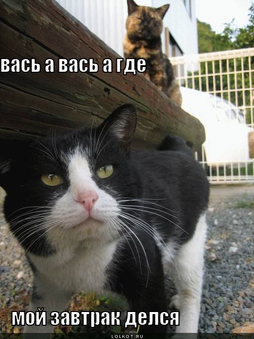 вась а вась 