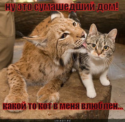 влюблен