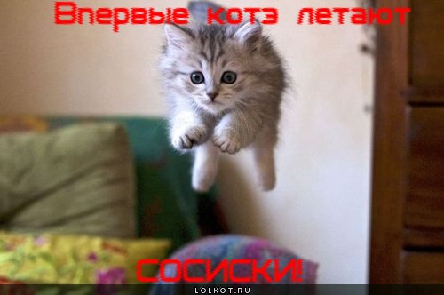 впервые котэ летают
